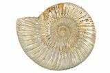 Polished Jurassic Ammonite (Perisphinctes) - Madagascar #273705-1